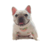 Cute Print Peach Clothes For Dogs And Cats