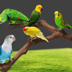 Add a stand pole to the cage for parrot birds