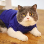 Autumn And Winter Clothes British Short Blue Cat Sweater