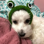 Knitted Wool Pet Hat Photo Frog Headdress