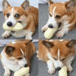 Pet Dog Sounds Toy Peanuts To Relieve Boredom