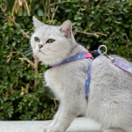 Pet Cat Bell Chest Strap Haulage Rope Package Vest Small Dog Teddy Leash