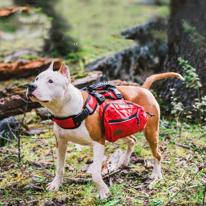 Removable Bag Pet Backpack Out