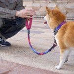 Simple Pet High Elastic Traction Rope