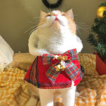 Christmas Limited Bow Plush Shawl Pet