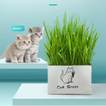 Soilless Organic Cat Grass Clean Oral Cat Supplies