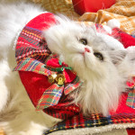 Christmas Limited Bow Plush Shawl Pet