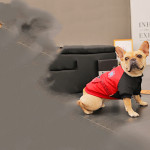 Fashion Medium Size Corgi Autumn And Winter Clothing