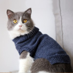 Autumn And Winter Clothes British Short Blue Cat Sweater