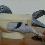 Plastic Racing Pigeon Holder Easy Bird Fixed Frame Rack Medicine Feeder Light Blue