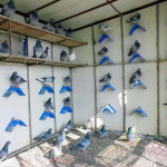 eon Supplies Bird Equipment