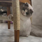 Sisal Rope Cat Tree DIY Scratching Post Toy Cat Climbing Frame Replacement Rope Desk Legs Binding Rope For Cat Sharpen Claw