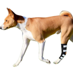 Surgical Injury Glow-in-the-dark Dog Knee Brace