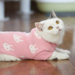 Autumn And Winter Clothes British Short Blue Cat Sweater