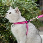 Pet Cat Bell Chest Strap Haulage Rope Package Vest Small Dog Teddy Leash