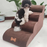 Removable And Washable Pet Dog Small Sponge Ladder