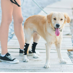 Surgical Injury Glow-in-the-dark Dog Knee Brace