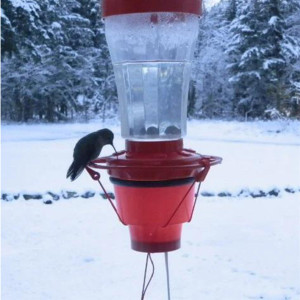 Bird Center Hummingbird Stove Hummingbird Heater