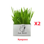 Soilless Organic Cat Grass Clean Oral Cat Supplies