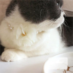 Pet Collar Necklace Cats And Dogs