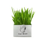 Soilless Organic Cat Grass Clean Oral Cat Supplies