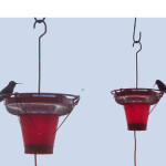 Bird Center Hummingbird Stove Hummingbird Heater