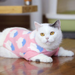 Autumn And Winter Clothes British Short Blue Cat Sweater