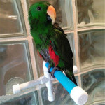 Parrot bath shower stand