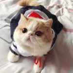 Thin Cute Shirt Cat Dress