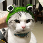 Knitted Wool Pet Hat Photo Frog Headdress