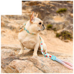 Fashion Y-shaped Chest Strap Pet Supplies Dog Leash