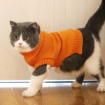 Autumn And Winter Clothes British Short Blue Cat Sweater