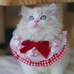 Cute Cat Dog Scarf Photo Jewelry