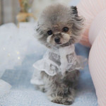 Pet Dogs And Cats Lace Breathable Sunscreen Skirt