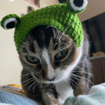 Knitted Wool Pet Hat Photo Frog Headdress