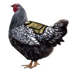 Outdoor Feather Protection Adjustable Chicken Saddle