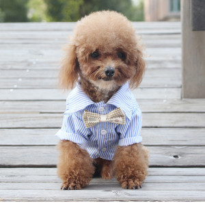 Thin Style Shirt Breathable Teddy Bichon Pomeranian Puppy Small And Medium-sized Dog Suit