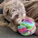 Dog Sniffing Ball Plush Toy