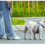 Outdoor Pet Dog Floral Round Hand Holding Rope