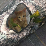 Tree Pattern Tunnel Pet Zhiyi Cat Toy Pets Supplies Dog Toys