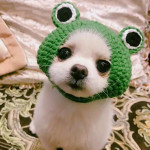 Knitted Wool Pet Hat Photo Frog Headdress