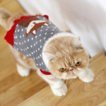 Autumn And Winter Clothes British Short Blue Cat Sweater