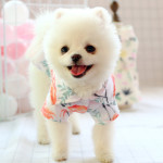 Small dog than the bear pomei thin summer cute shirt