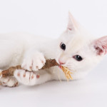 Wooden Polygonum Molar Stick Cat Toy Tooth Cleaning Kitten Bite-resistant Catnip Teasing Snacks