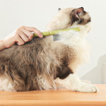 Pet Cat And Dog Dense Tooth Row Comb To Remove Floating Hair