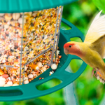 Outdoor Garden Hanging Transparent Bird Feeder