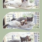 Cat Suction Cup Window Glass Hammock Pet Cat Pets Products