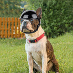 Pet Dog Motorcycle Out Decoration Helmet