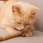 Wooden Polygonum Molar Stick Cat Toy Tooth Cleaning Kitten Bite-resistant Catnip Teasing Snacks