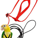 Parrot Flying With Flying Rope And Bird Harness